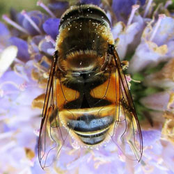 Eristalis similis